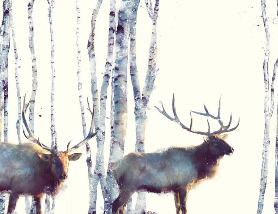 elk